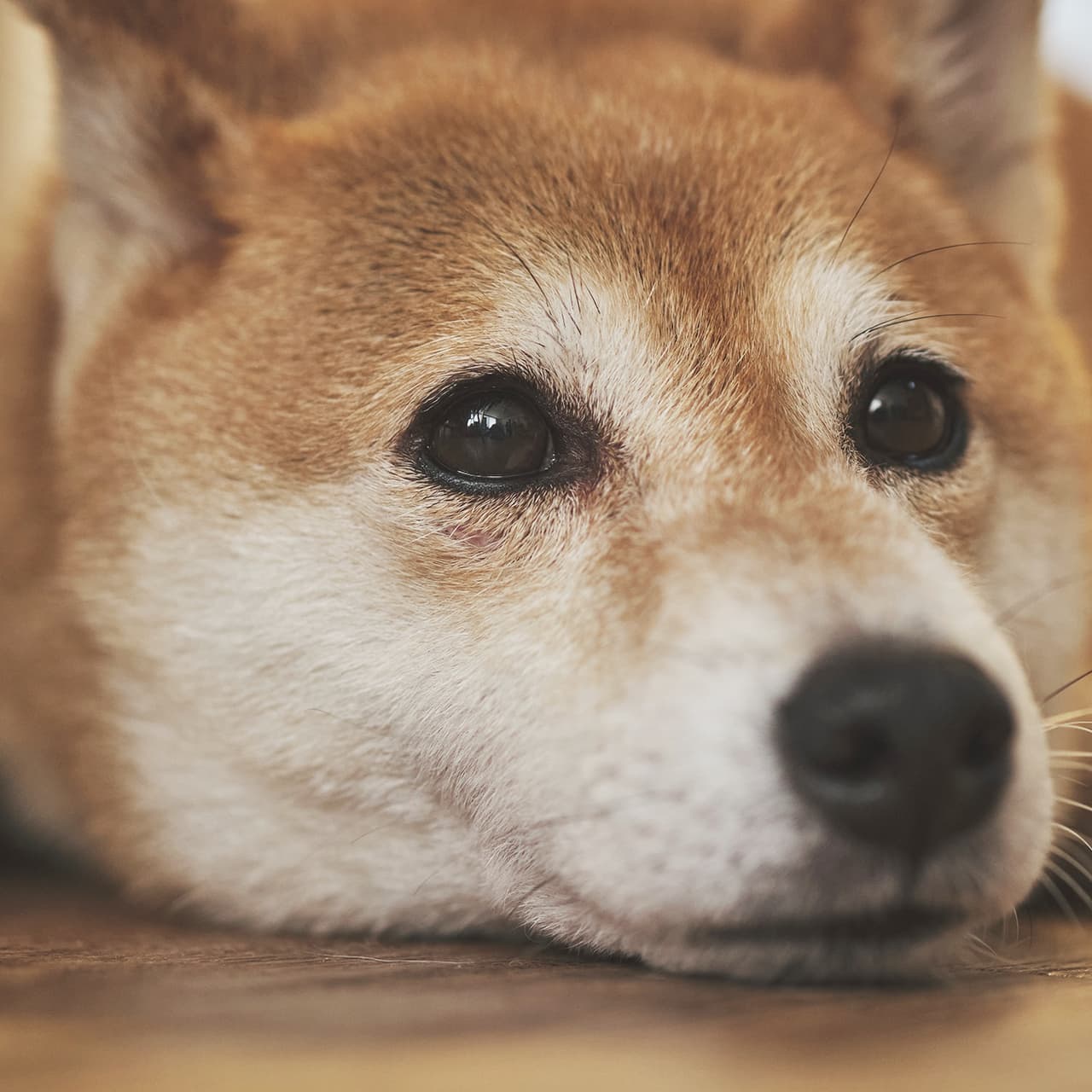 保護柴との幸せな関係 わたしたちが保護犬について考えたいこと Best Times ベストタイムズ