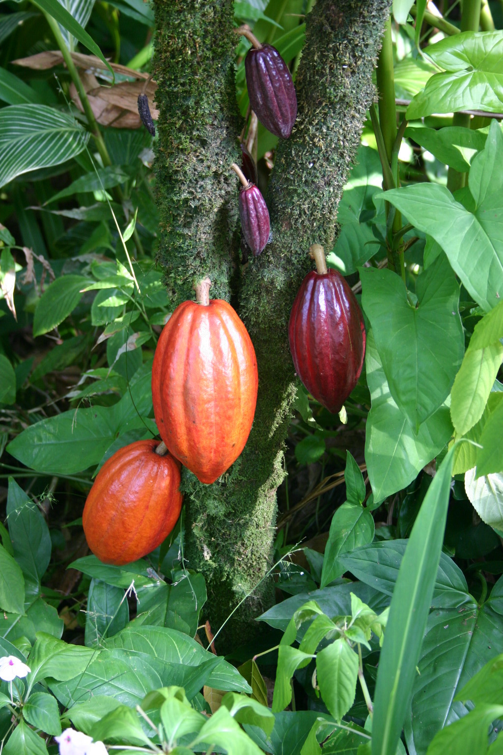 カカオはお金にならない チョコレートを作る技術がなかった農園で始めた栽培 Best Times ベストタイムズ