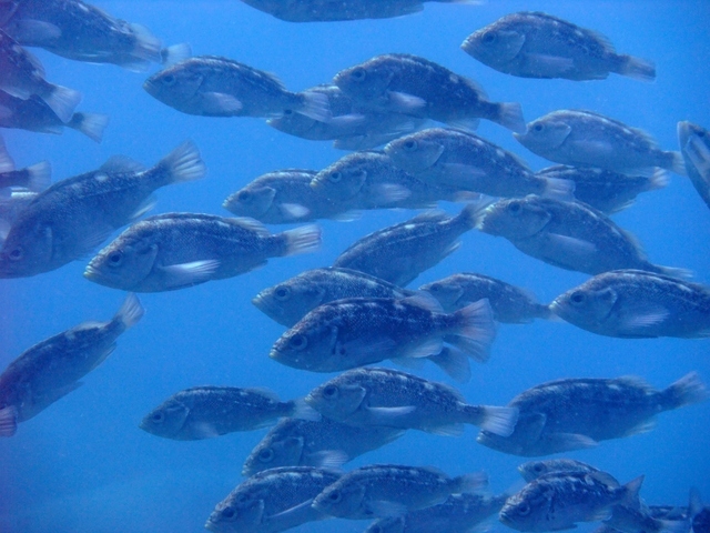 いつも食べてる 魚 のことどれだけ知ってますか 例えば 天然魚と養殖魚を見分ける方法 Best Times ベストタイムズ